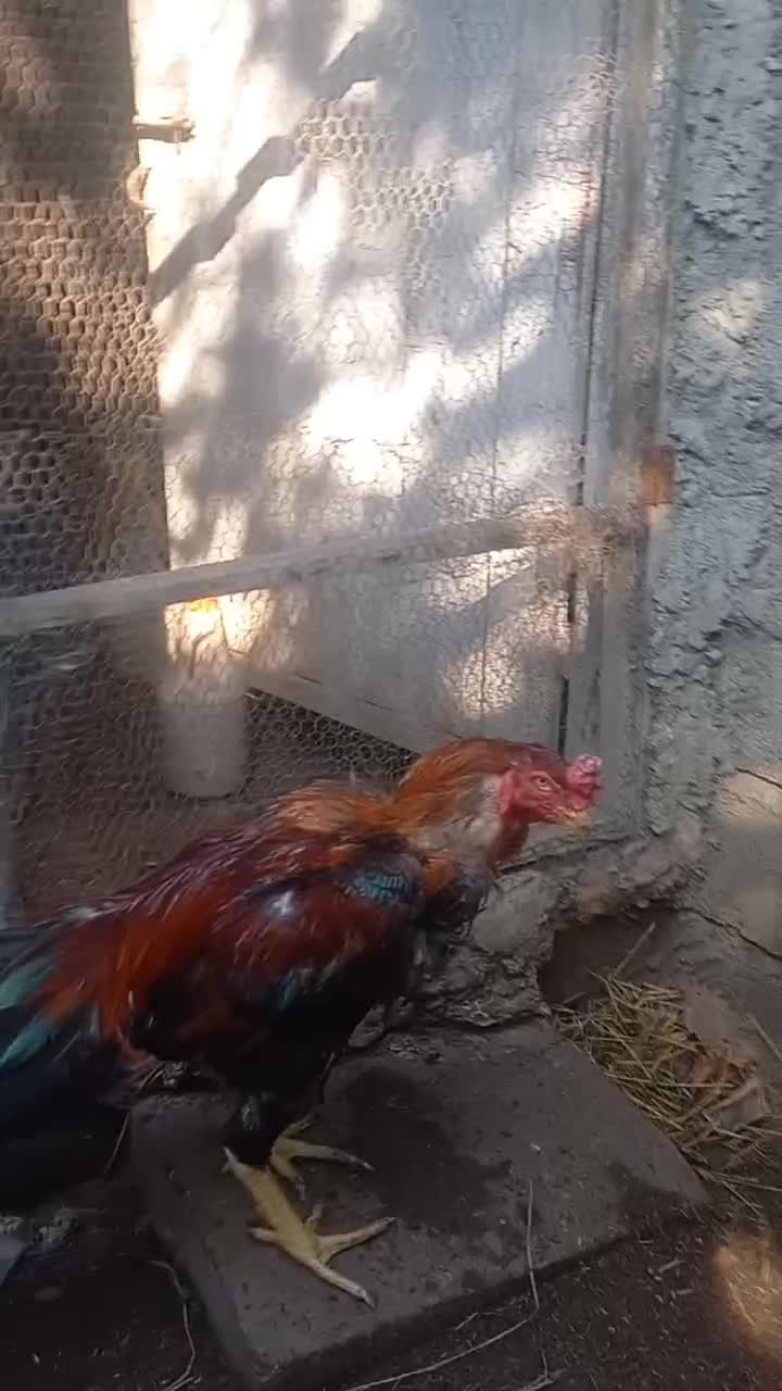 خروس لاری|حیوانات مزرعه|رشت, یخسازی|دیوار