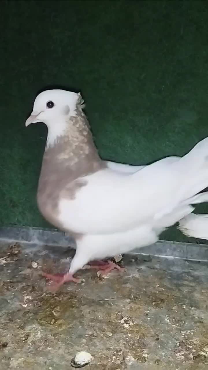 طوق|پرنده|گله دار, |دیوار