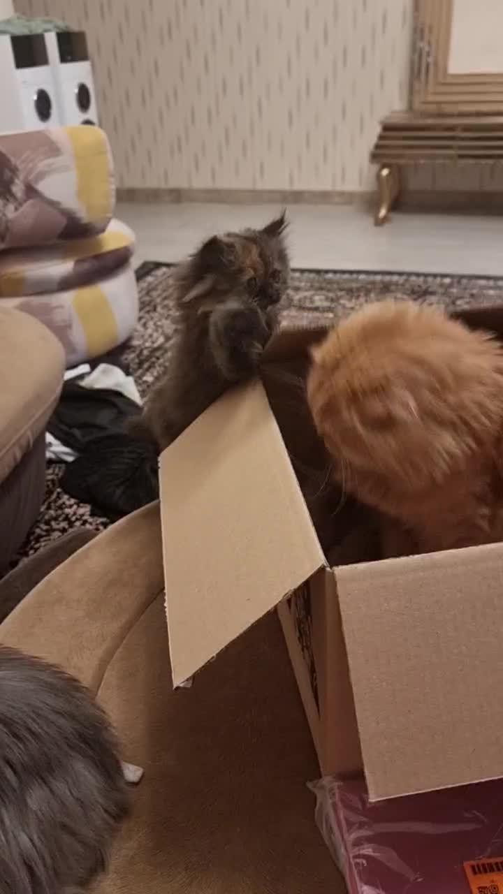 گربه اسکاتیش فولد لانگ هیر|گربه|تهران, جنت‌آباد مرکزی|دیوار