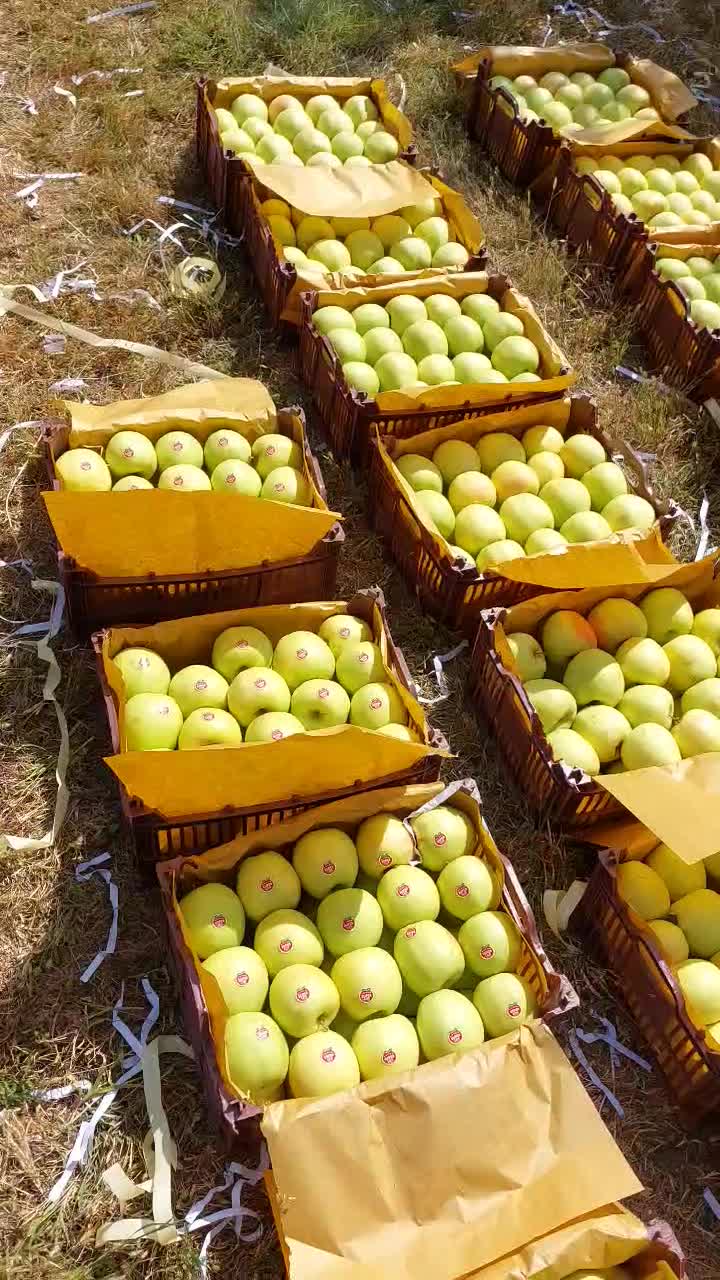 سیب سفیددوردیف شیشه ای دالانپر|خوردنی و آشامیدنی|سیلوانه, |دیوار