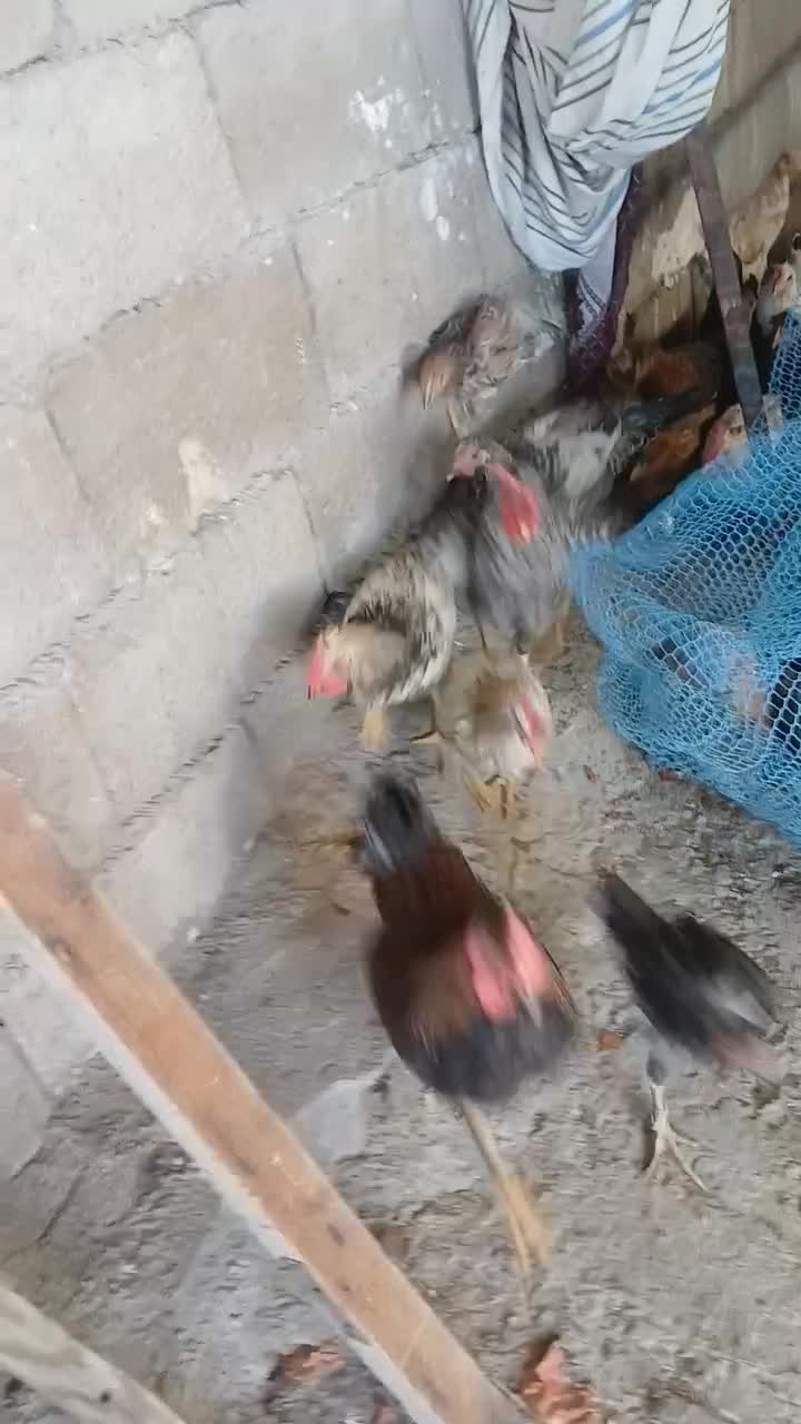 مرغ|حیوانات مزرعه|پلدختر, |دیوار