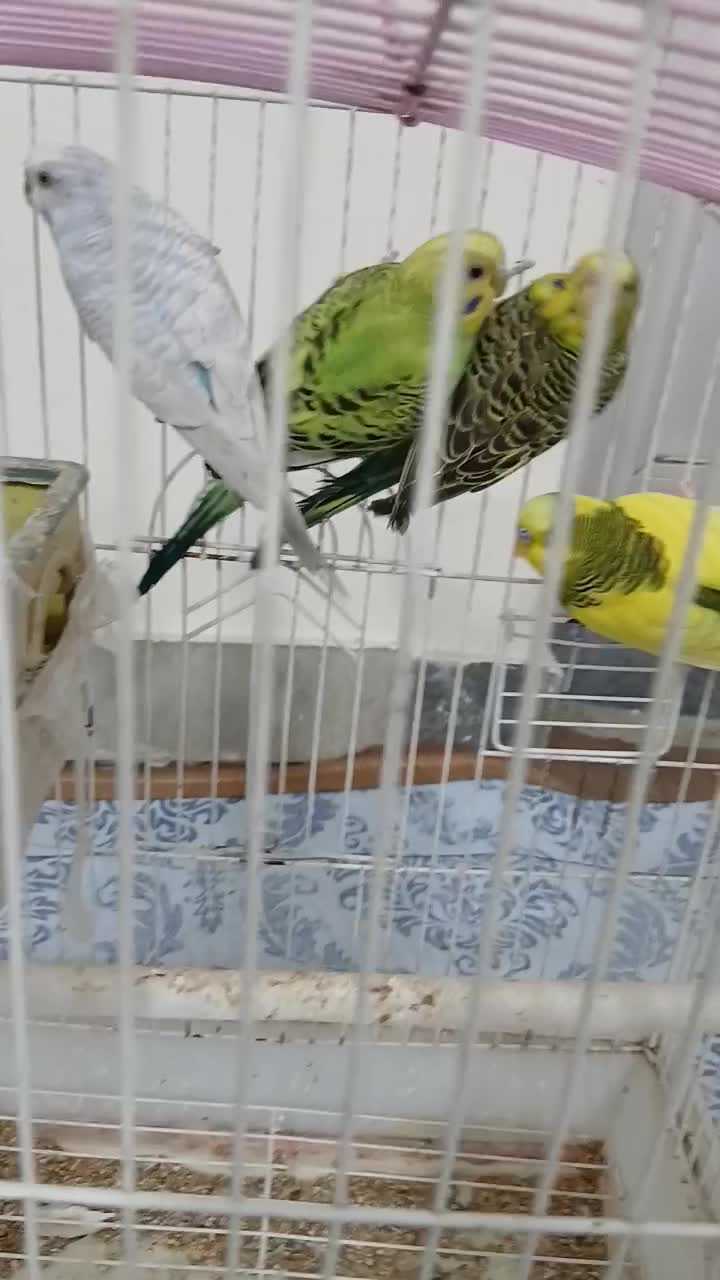 مرغ عشق دو جفت آس|پرنده|نکا, |دیوار