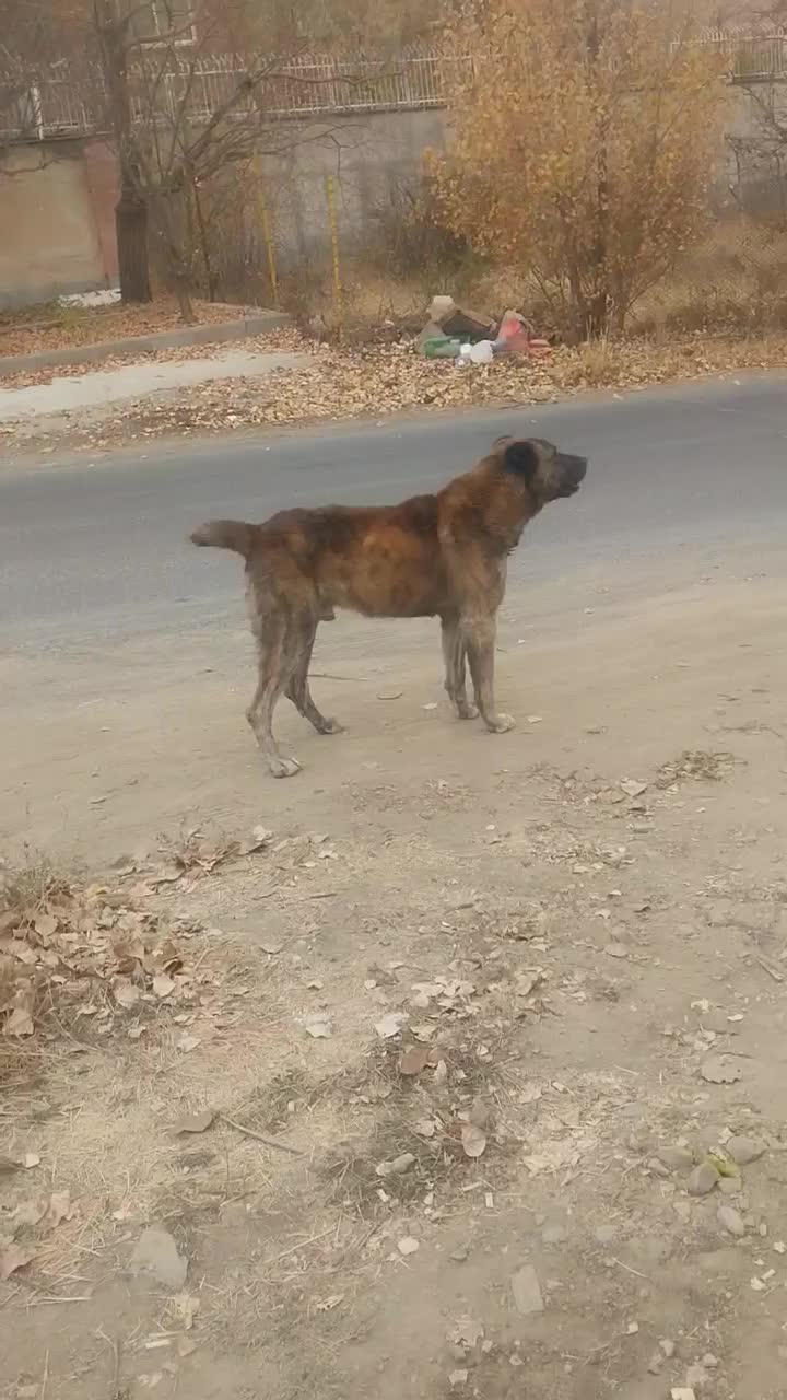 سگ گله ای نگهبان|سگ|آسارا, |دیوار