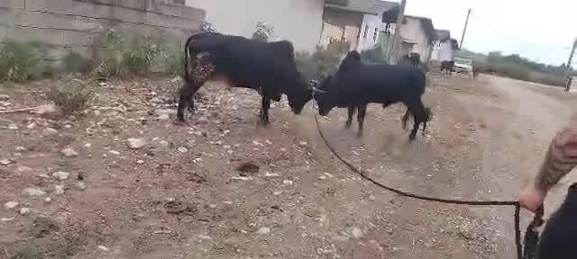 ورزا اصل مازندران‌کجور|حیوانات مزرعه|رشت, حومه رشت|دیوار