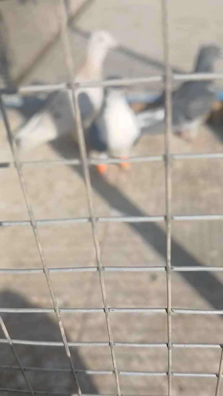 هفت رنگ زرد|پرنده|سبزوار, قصبه شرقی|دیوار