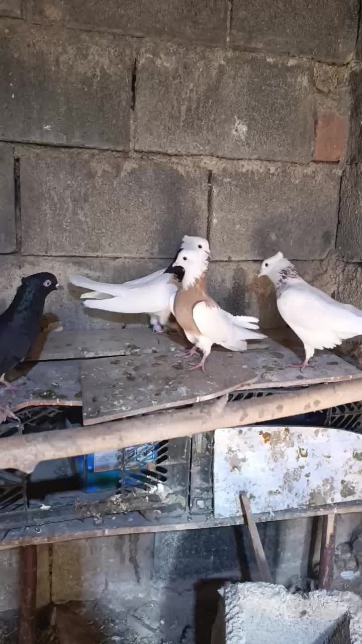 طوقی|پرنده|دینور, |دیوار