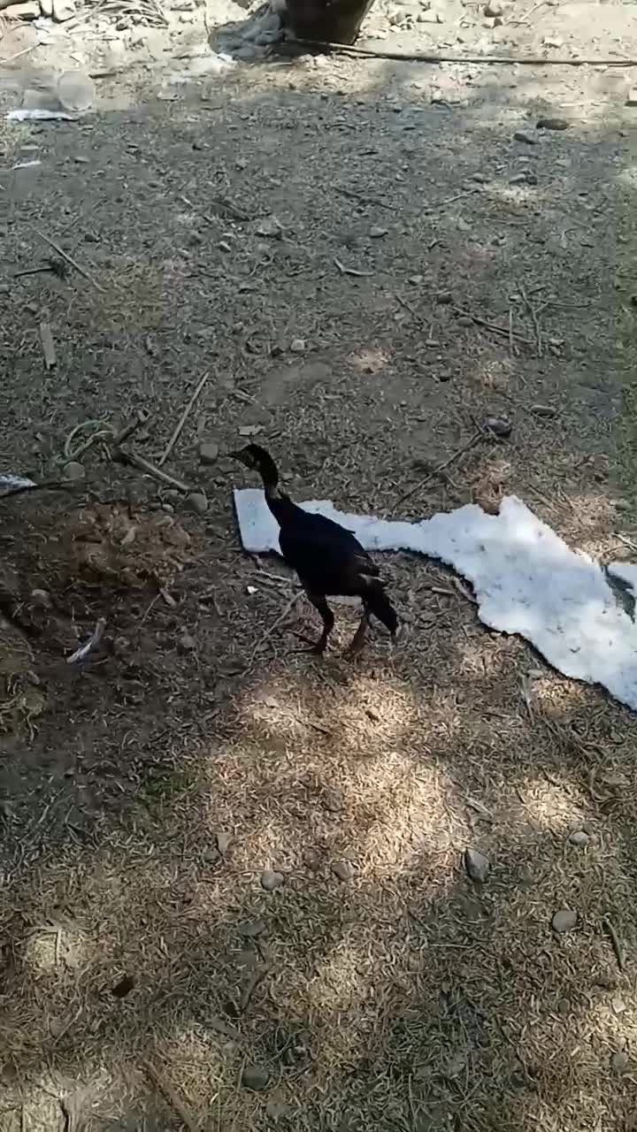 مرغ فروشی|حیوانات مزرعه|میناب, |دیوار