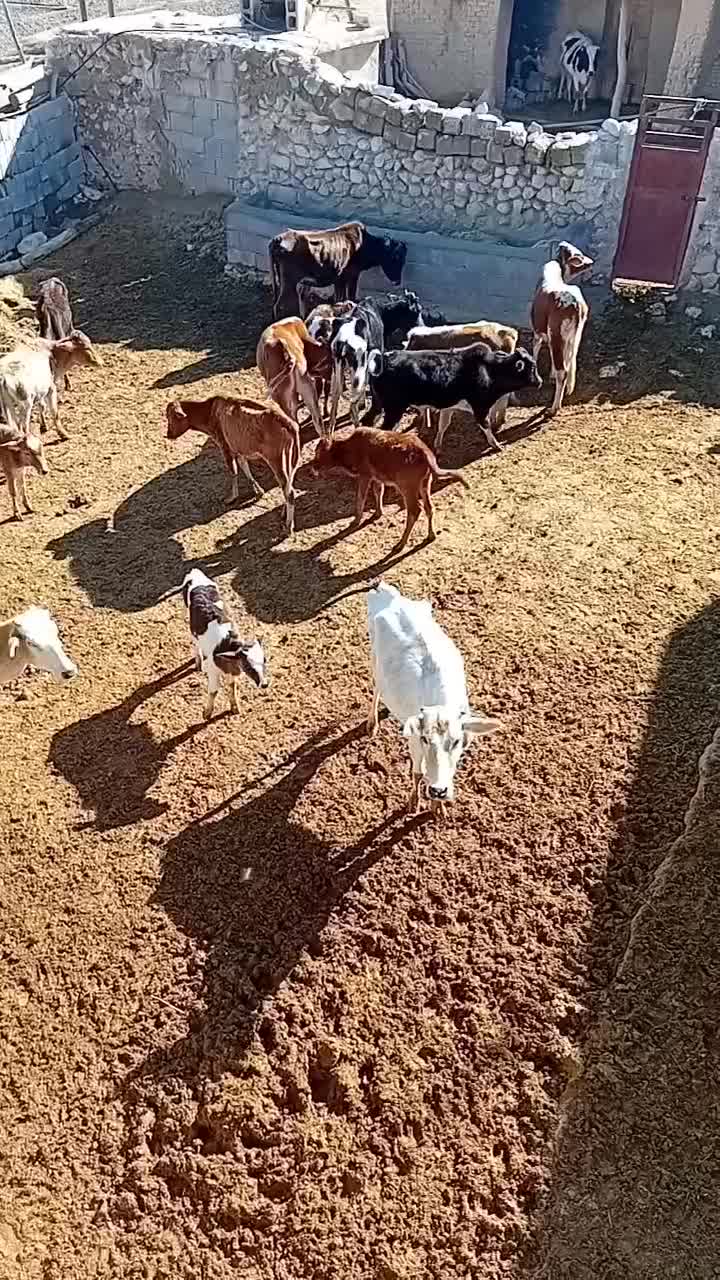 گله گاو و گوساله|حیوانات مزرعه|قم, بکایی|دیوار