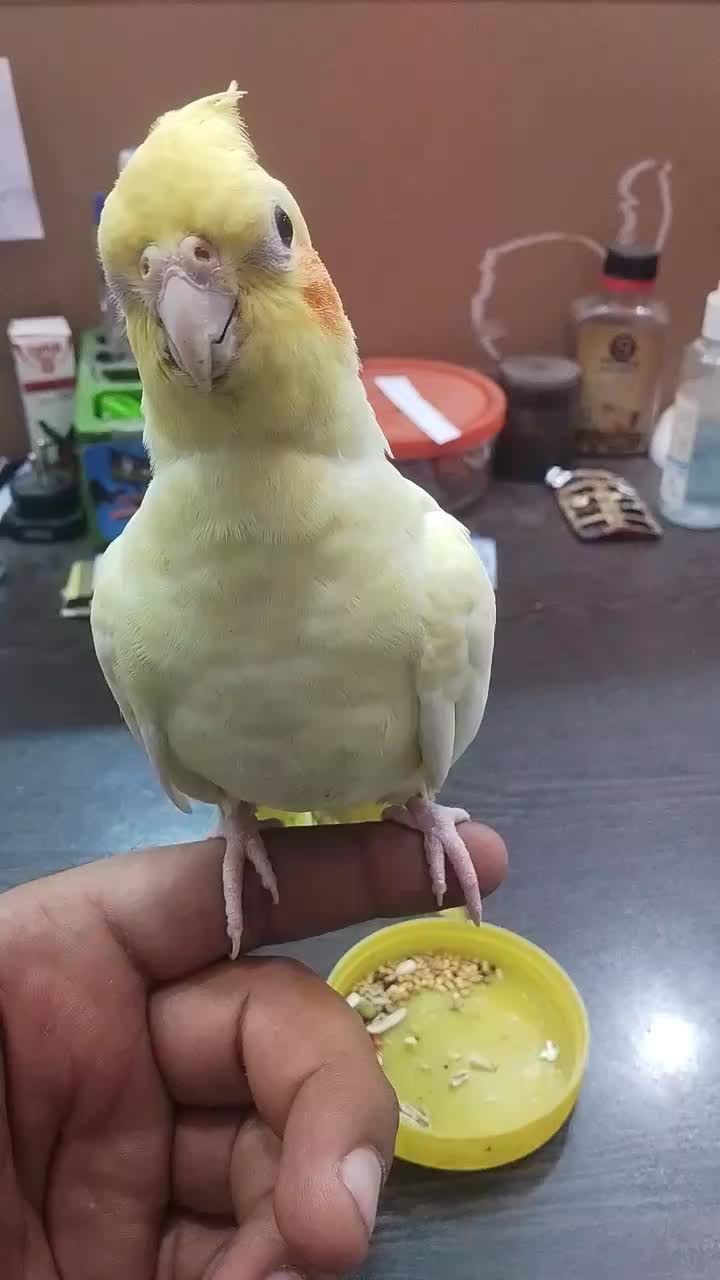 عروس پاریس اهلی|پرنده|سوسنگرد, |دیوار