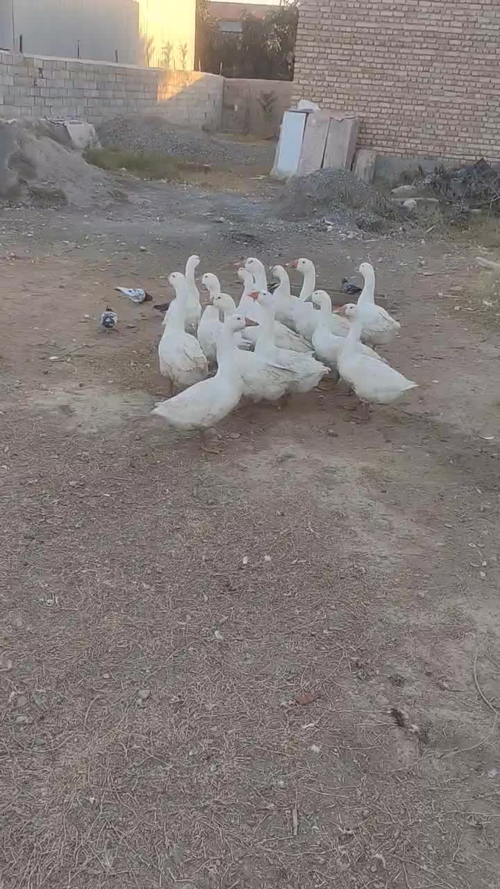 غوقاز|حیوانات مزرعه|سیمین شهر, |دیوار