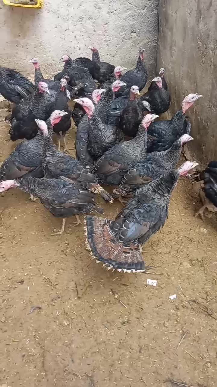 بوقلمون|حیوانات مزرعه|رزن, |دیوار