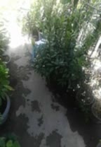 درخت گل گیاه تنه درخت طبیعی نهال|گل و گیاه طبیعی|تهران, طرشت|دیوار