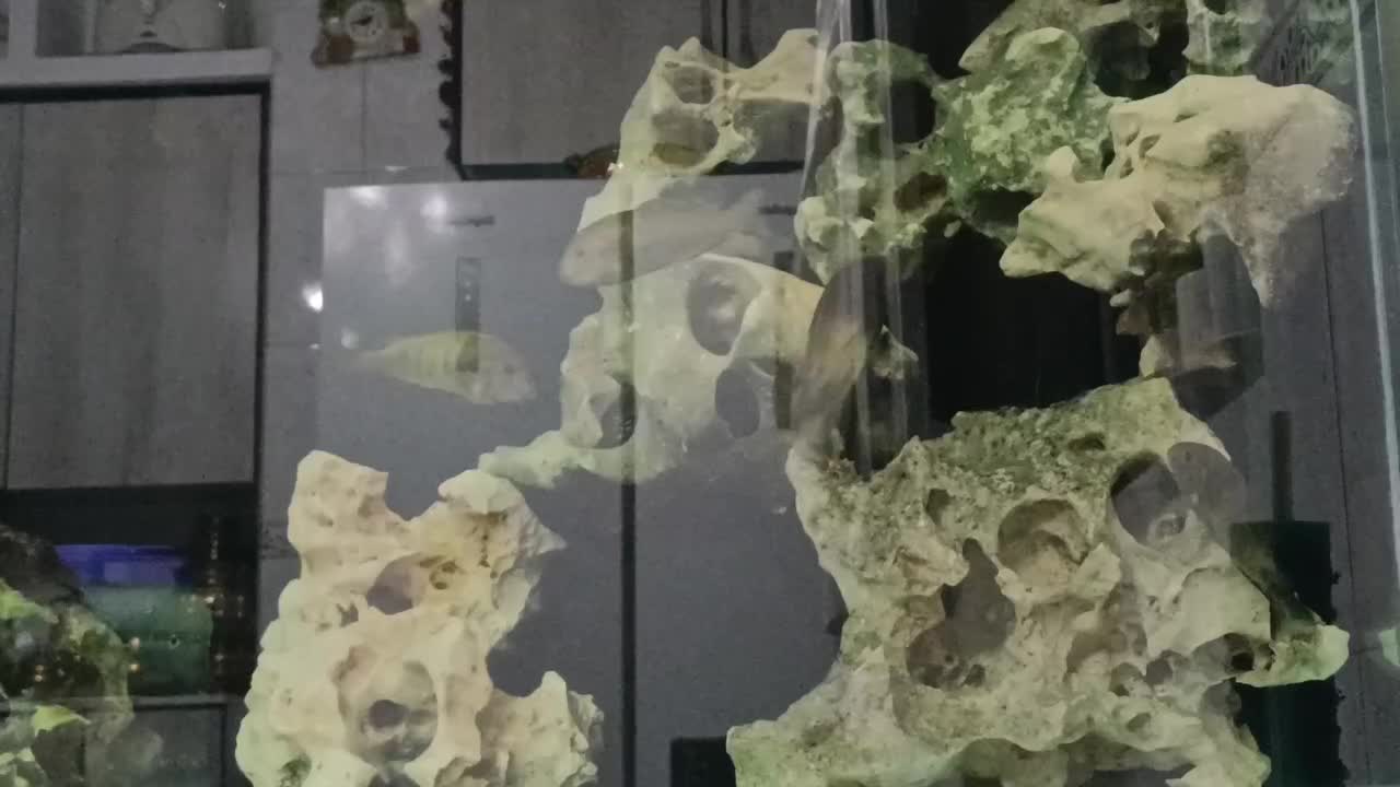 ماهی ترفئوس ایکولا|ماهی|کهریزک, |دیوار