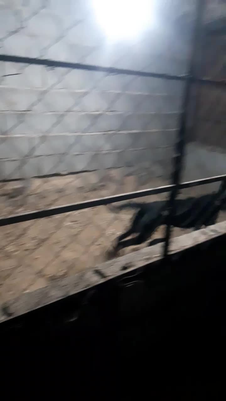 واگذاری ژرمن|سگ|بوشهر, |دیوار