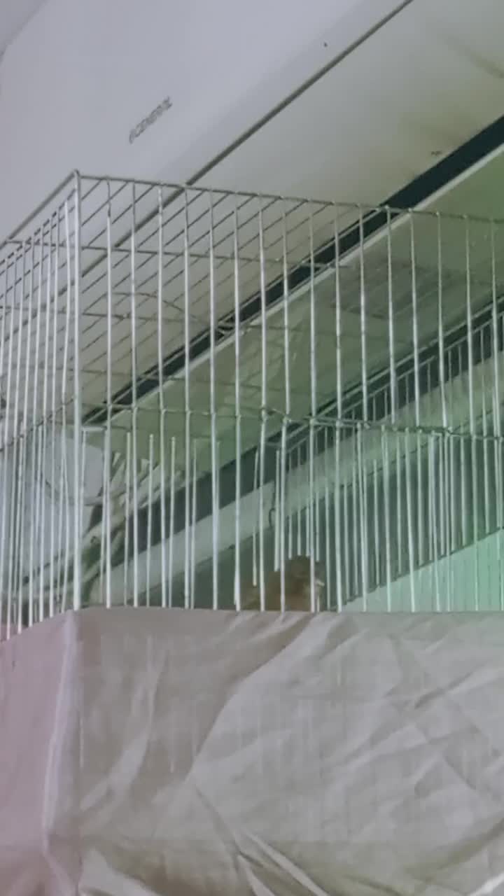 قناری نر مست مست شلاقی|پرنده|تهران, شهرک طالقانی|دیوار