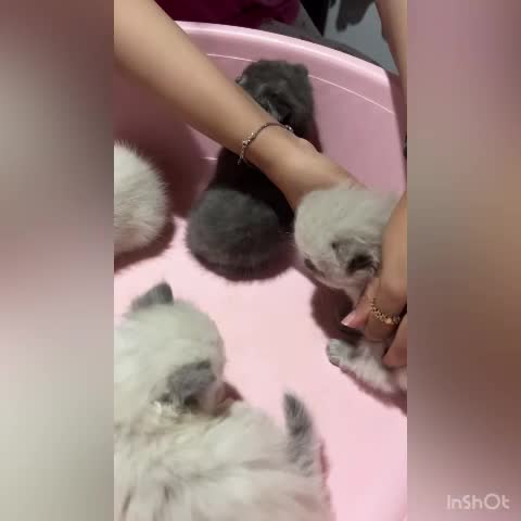 گربه اسکاتیش دبل فولد|گربه|نوشهر, |دیوار