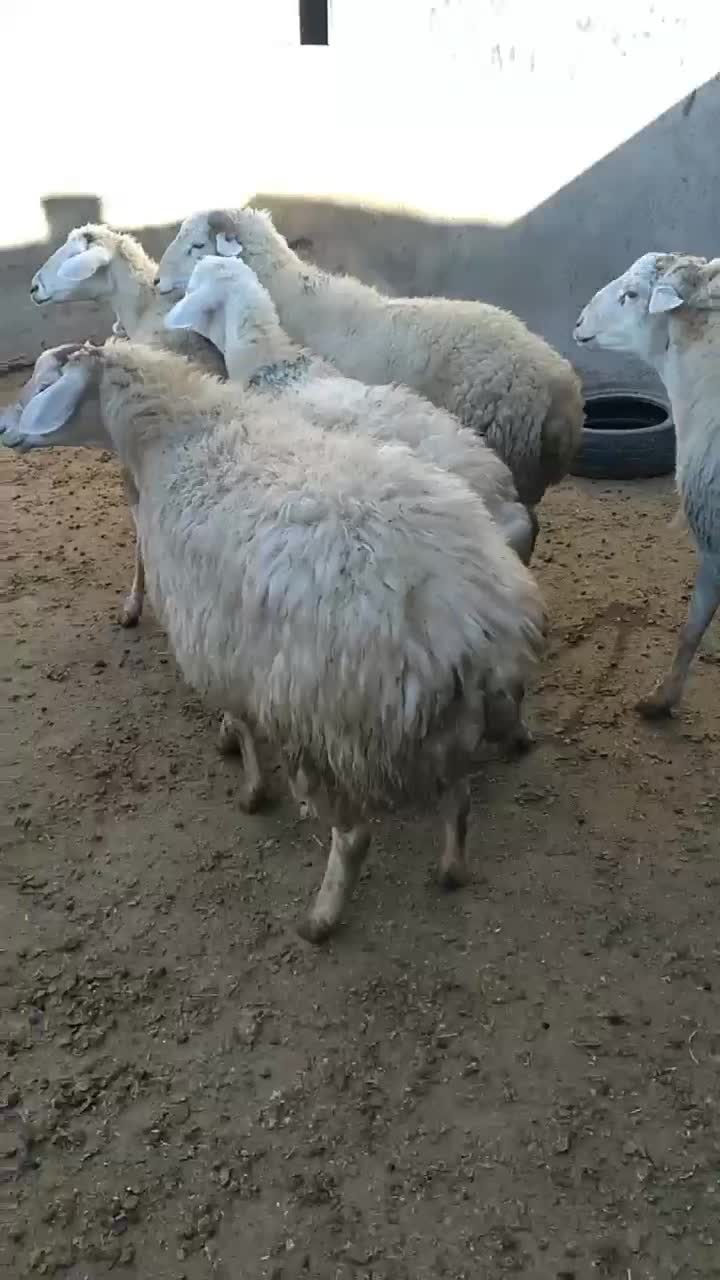 گوسفند ماده دامازدغ|حیوانات مزرعه|انگوت, |دیوار