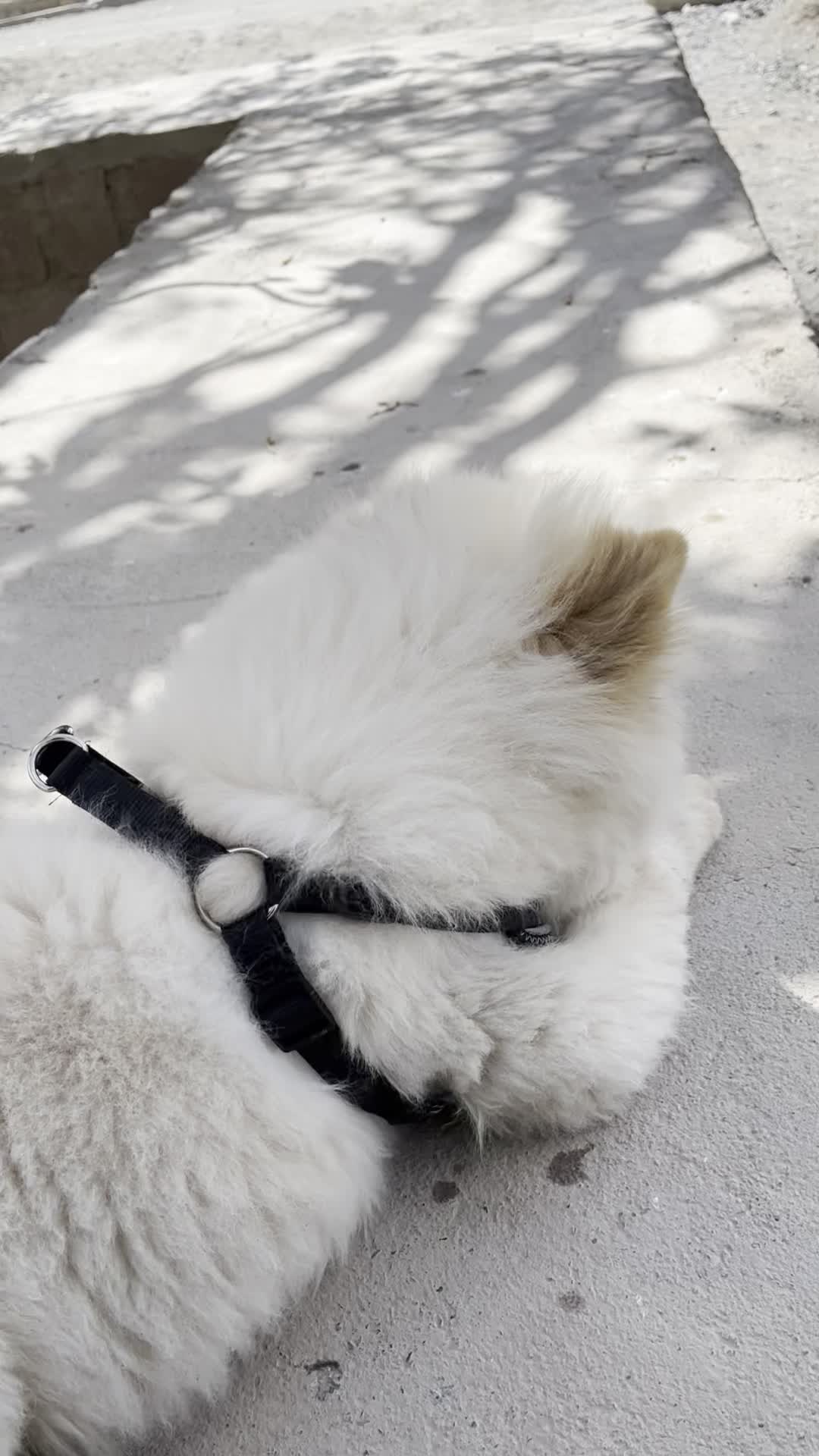 واگذاری توله چاو چاو|سگ|مشهد, سرافرازان|دیوار