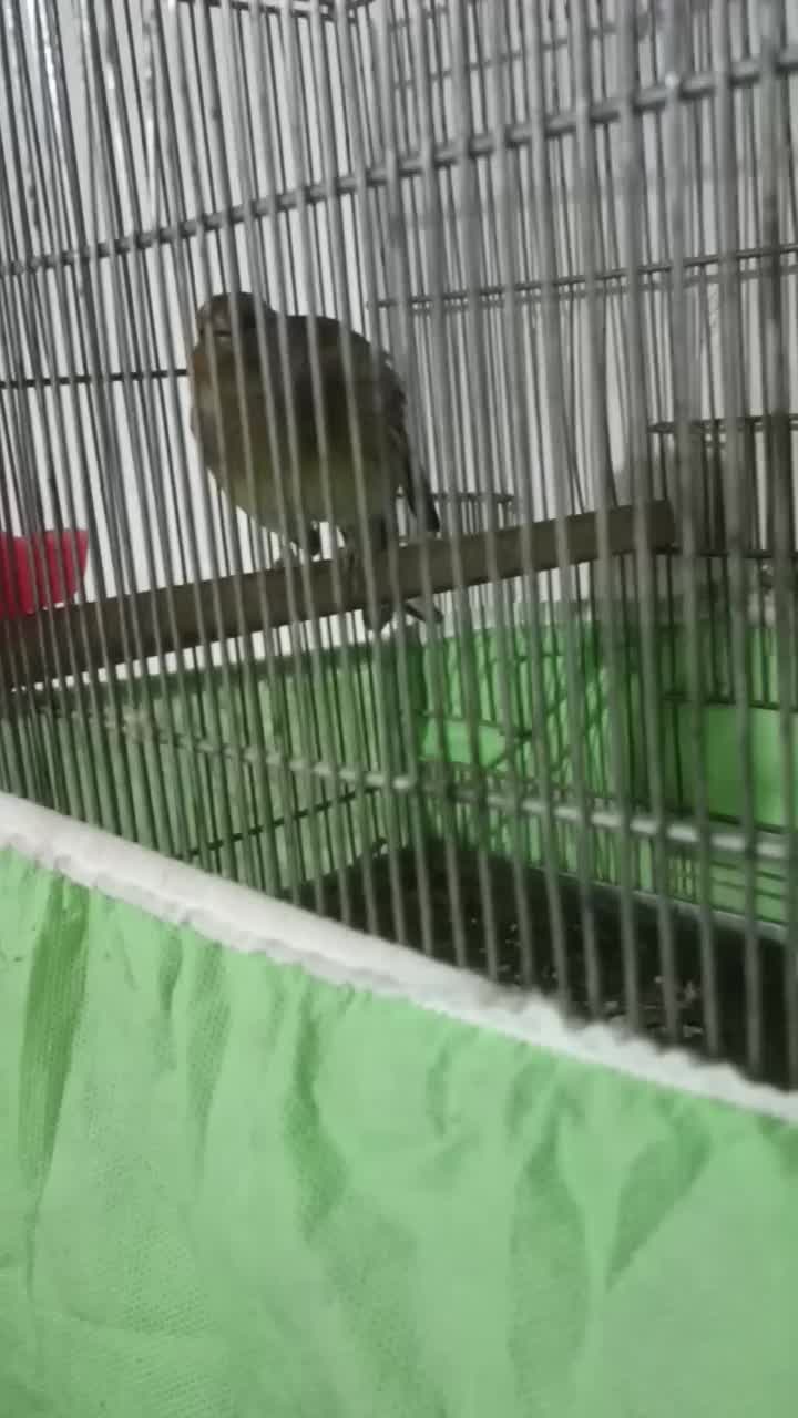 سهره قناره نرخوش رنگ|پرنده|کرمانشاه, |دیوار