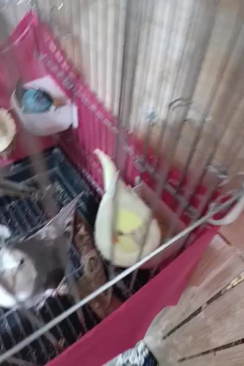 عروس هلندی و مرغ عشق دستی|پرنده|سیرجان, |دیوار