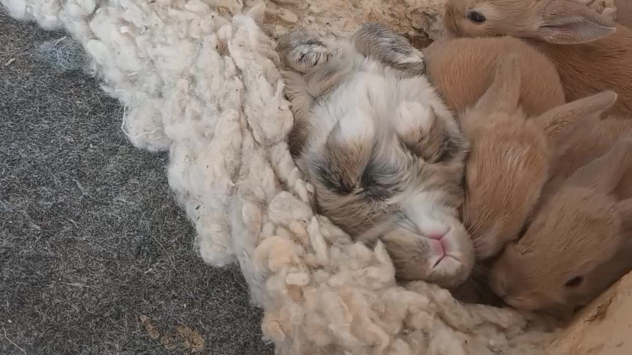 واگذاری بچه خرگوش|موش و خرگوش|ورزنه, |دیوار