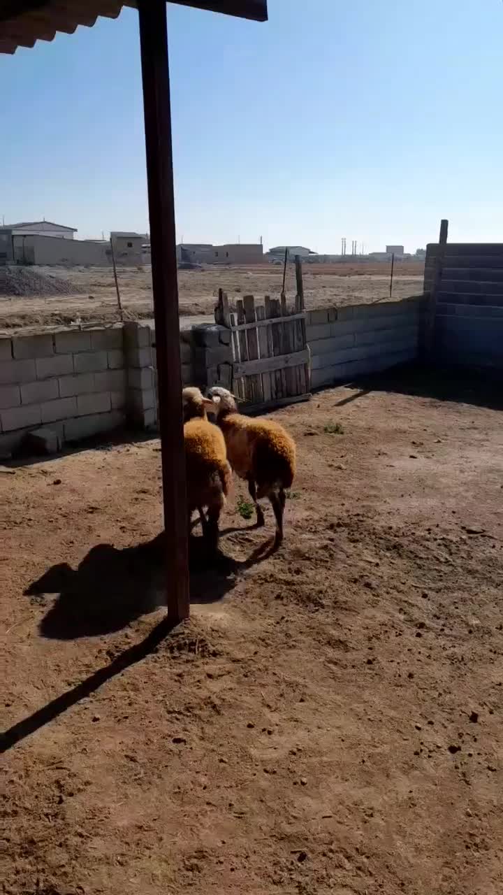 پای قوچی جنس|حیوانات مزرعه|گمیشان, |دیوار