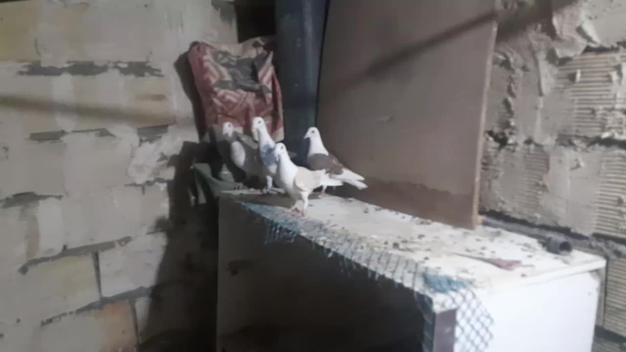 کفترپرشی و جفتگاه|پرنده|مشهد, امیرآباد|دیوار