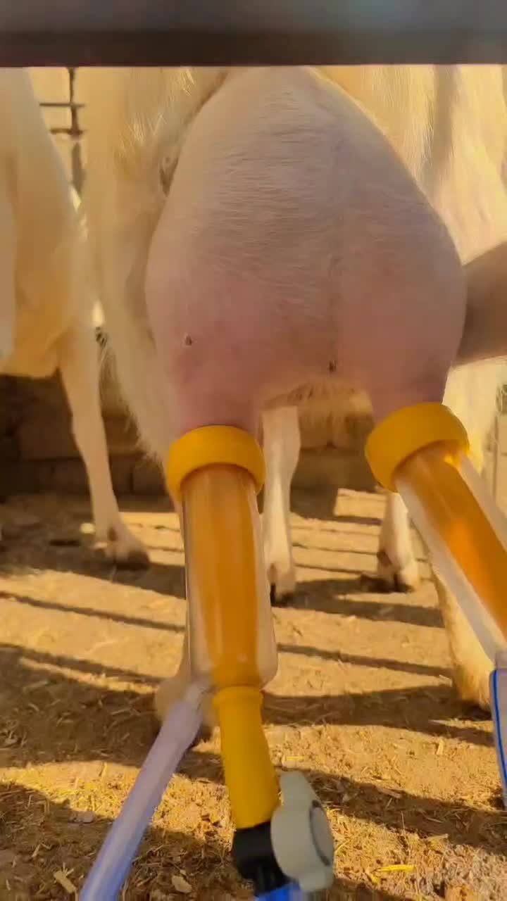 فروش فوری تعداد محدود بز سانن پرتولید|حیوانات مزرعه|بانش, |دیوار