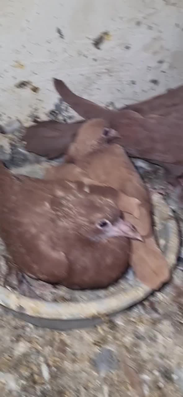 سرخ کرمونی|پرنده|تربت‌حیدریه, رباط سفلی|دیوار