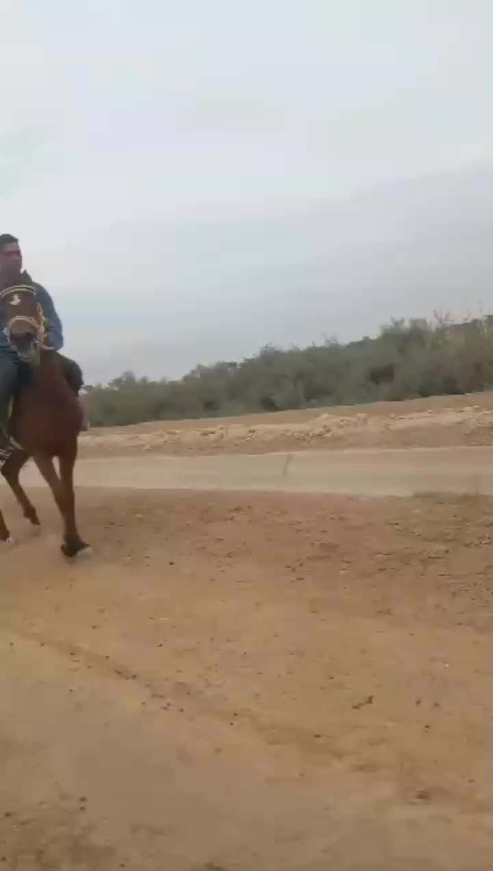 اسب|اسب و تجهیزات اسب‌سواری|رامشیر, |دیوار