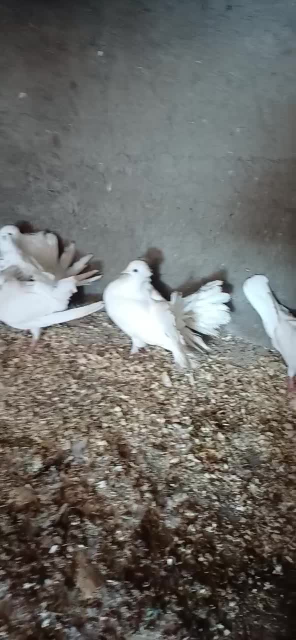 کفتر|پرنده|قرق, |دیوار