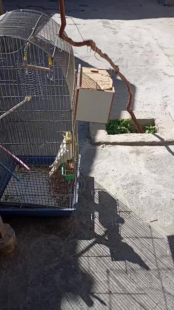 عروس هلندی لوتینو|پرنده|کبودرآهنگ, |دیوار