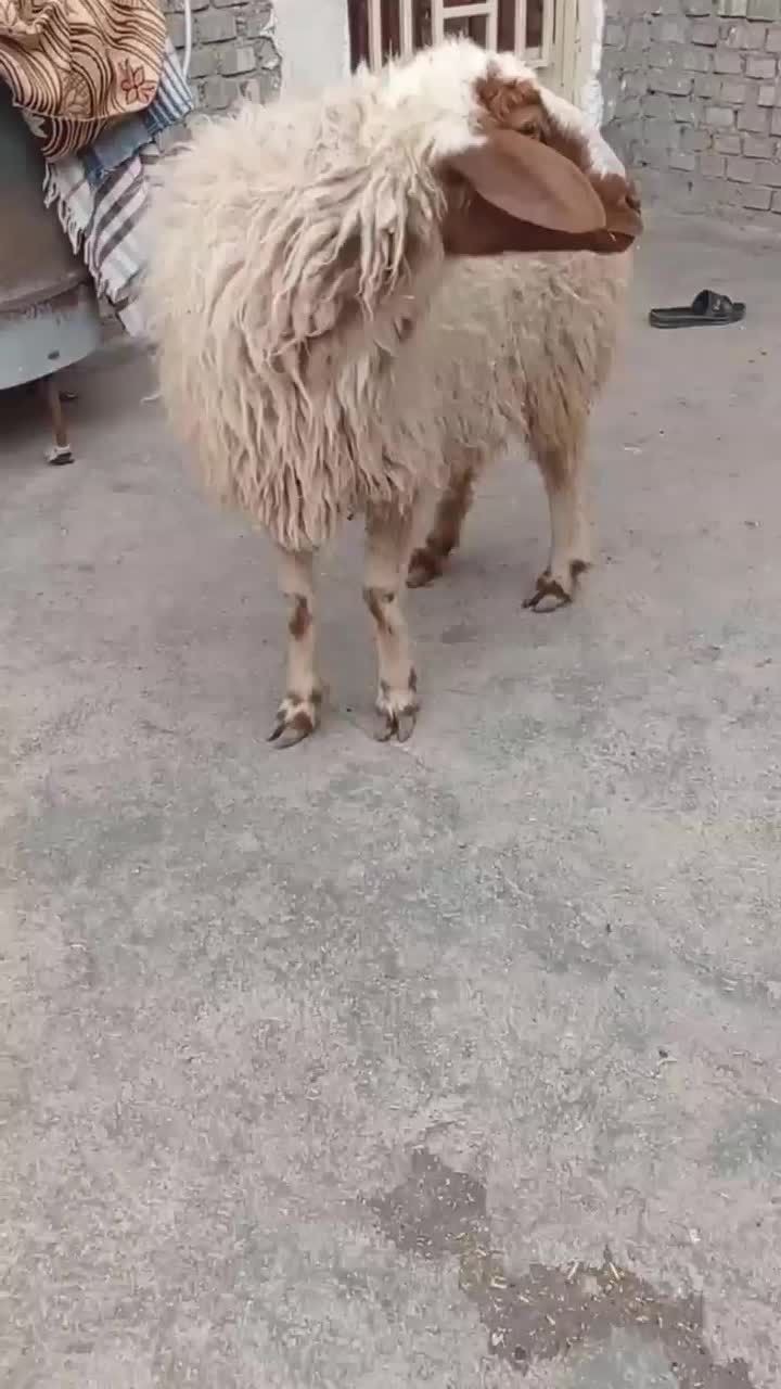 گوسفند|حیوانات مزرعه|اهواز, منازل کارون|دیوار