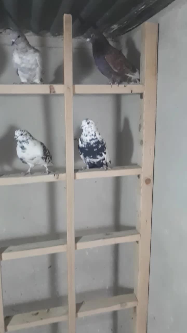 کبوتر پرشی|پرنده|کرج, کمال‌شهر|دیوار