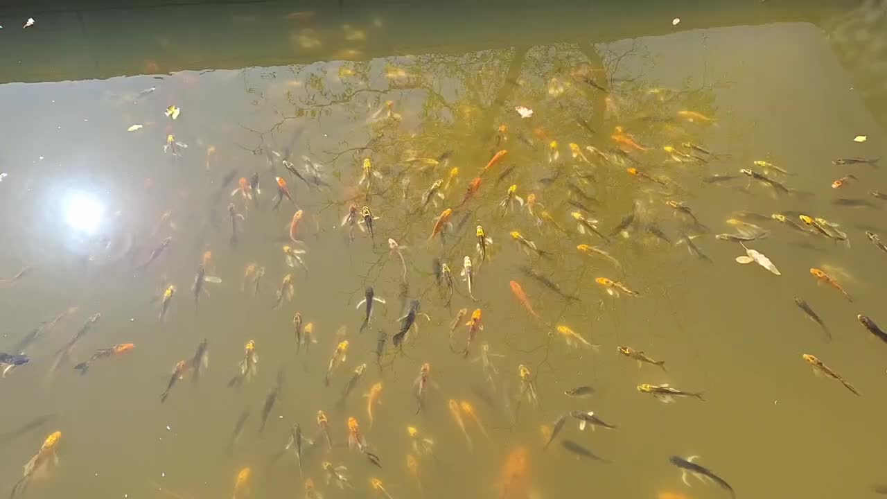 ماهی کوی ژاپنی باله بلند دو و پنج بندی|ماهی|زبرخان, |دیوار