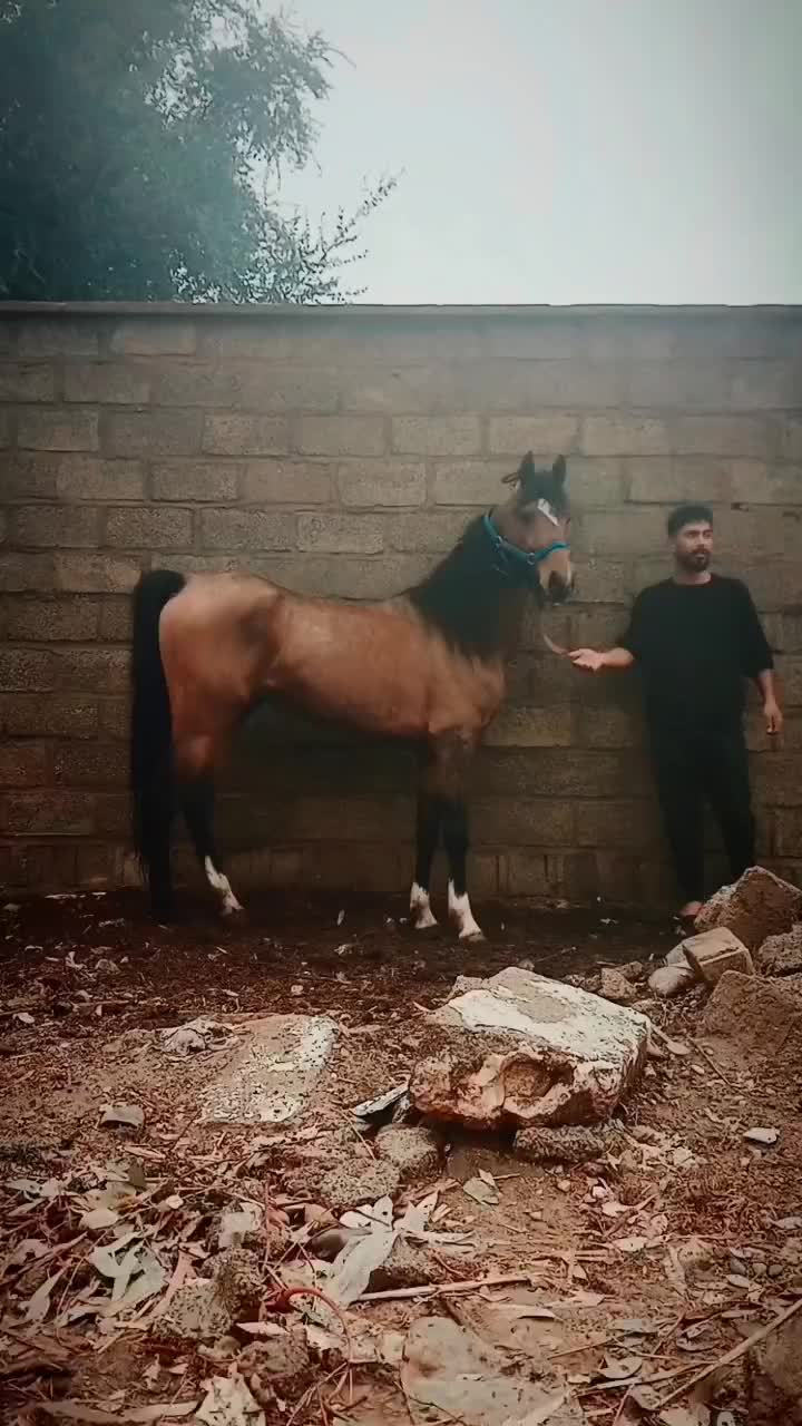 اسب نریان درهشور|اسب و تجهیزات اسبسواری|دزفول, |دیوار