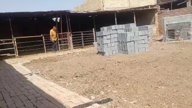 اسب مادیون ترک خالص|اسب و تجهیزات اسب‌سواری|شیراز, گویم|دیوار