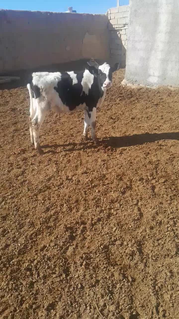 گوساله نر|حیوانات مزرعه|همدان, |دیوار