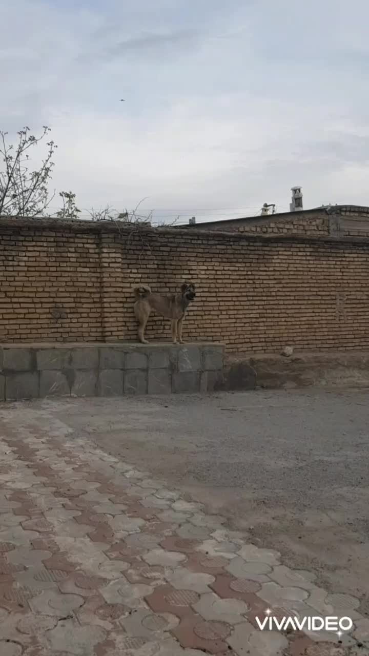 سگ سراب پژدر عراقی قدرجونی|سگ|لاران, |دیوار