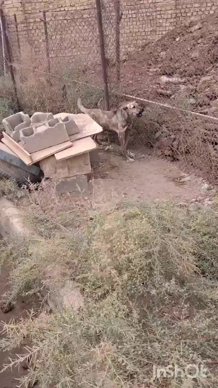 واگذاری سگ های سرابی و خراسانی اصیل|سگ|پیشوا, |دیوار