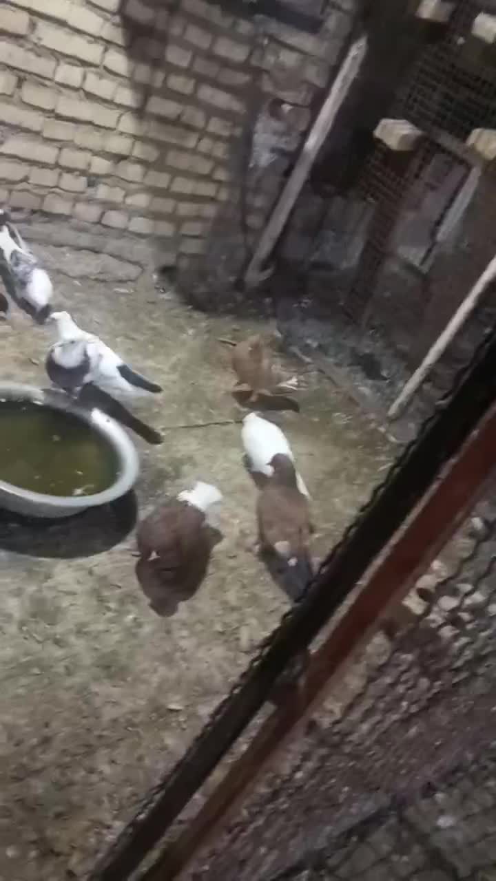 رنگی|حیوانات|اهواز, اهواز|دیوار