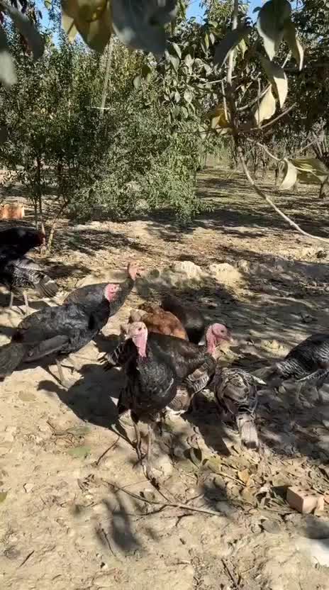 بوقلمون زنده ۱۰۰ عدد|حیوانات مزرعه|گرگان, |دیوار