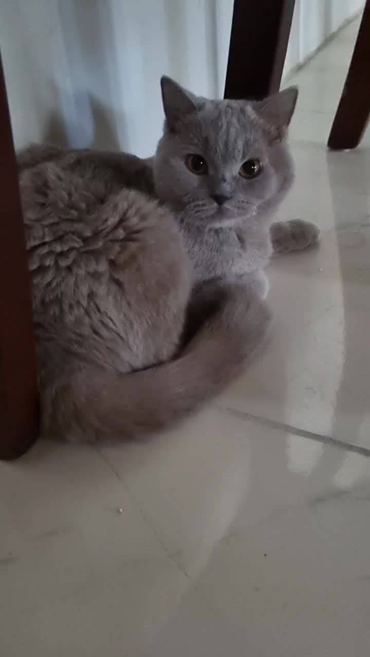 گربه ی بریتیش ماده|گربه|بهشهر, |دیوار