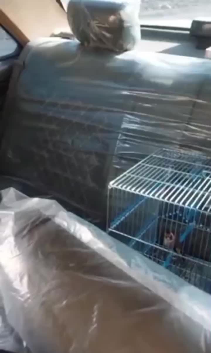 سهره مست جفتی|پرنده|تهران, سنائی|دیوار