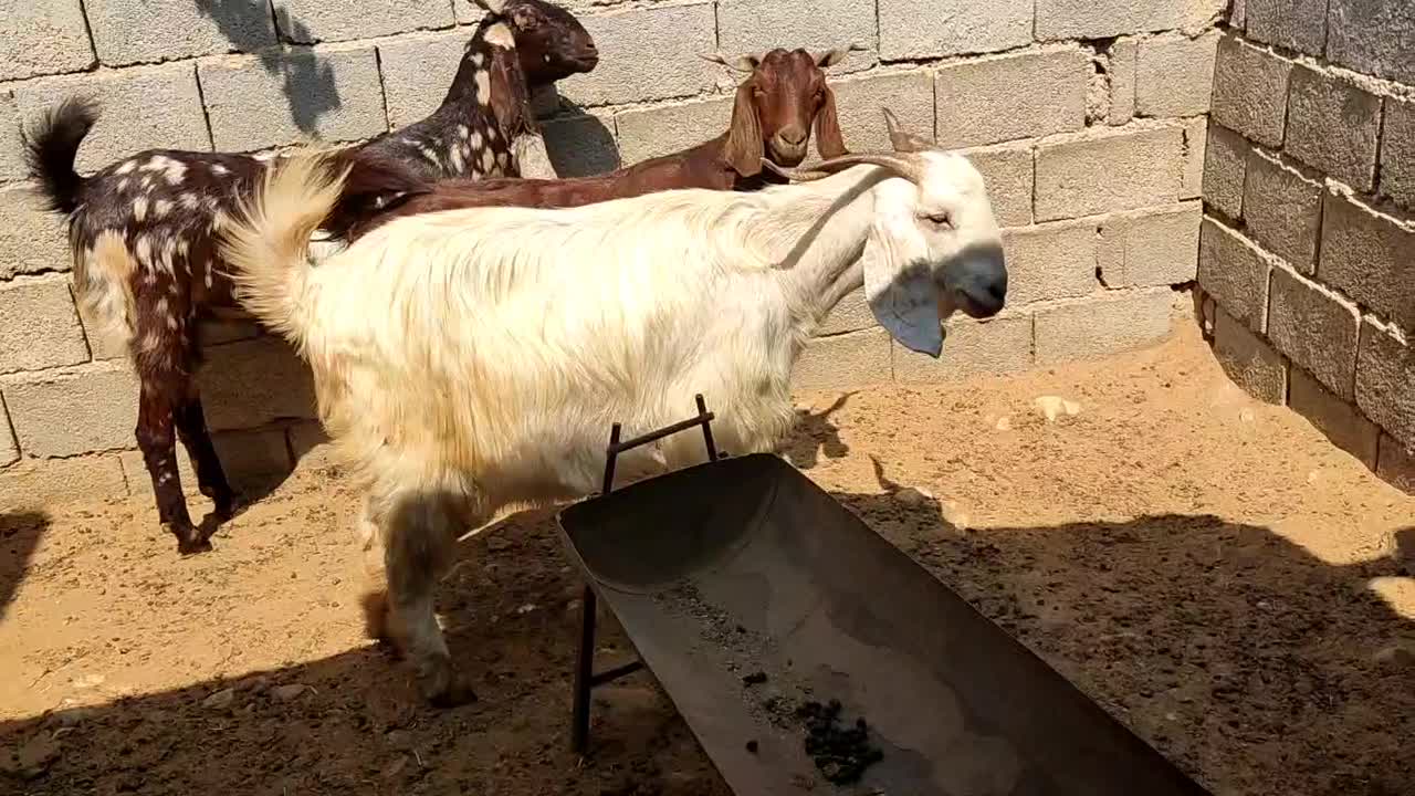 عدد۳ بز ابستن|حیوانات مزرعه|بوشهر, |دیوار