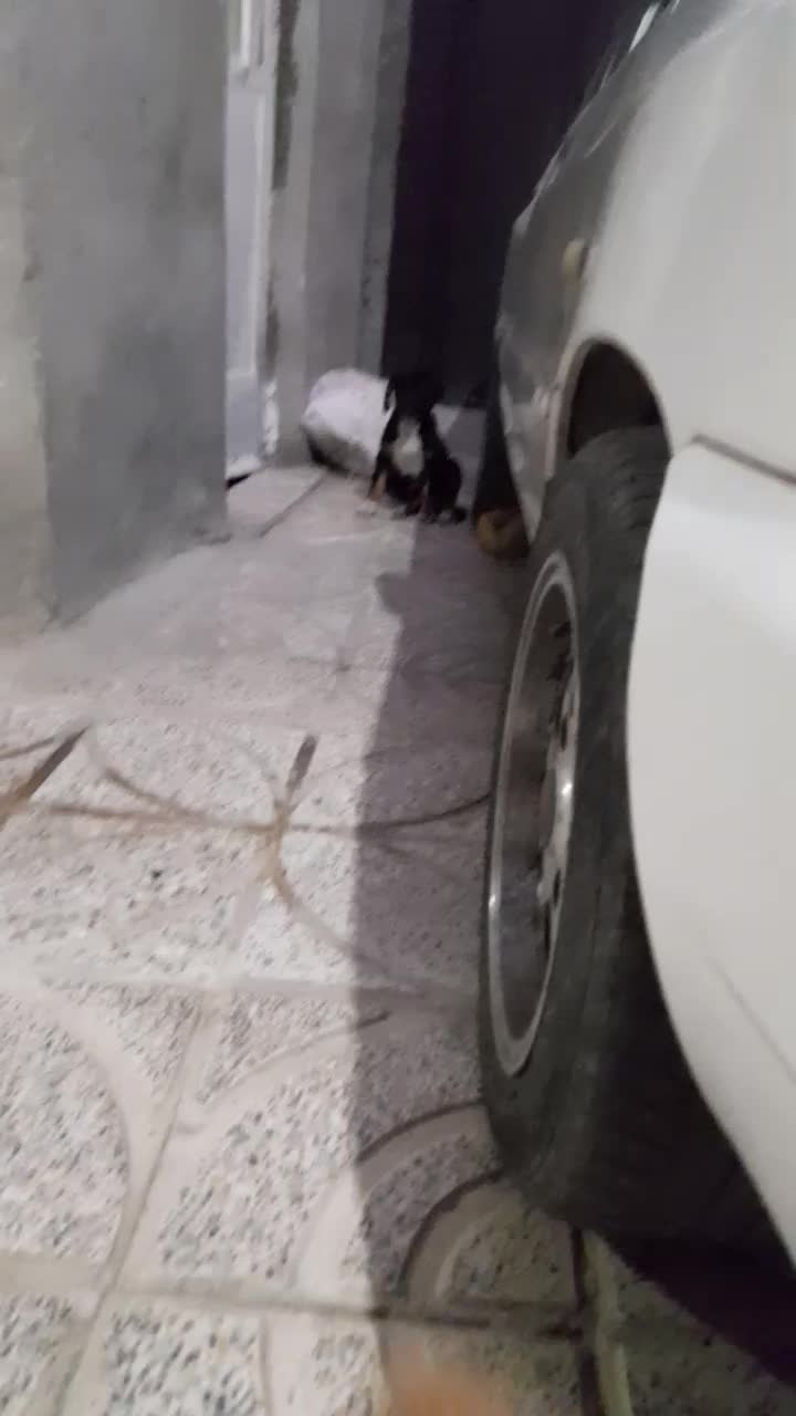 معاوضه توله سگ روتوایلر نر با توله سگ ژرمن شپرد نر|سگ|کرمانشاه, |دیوار