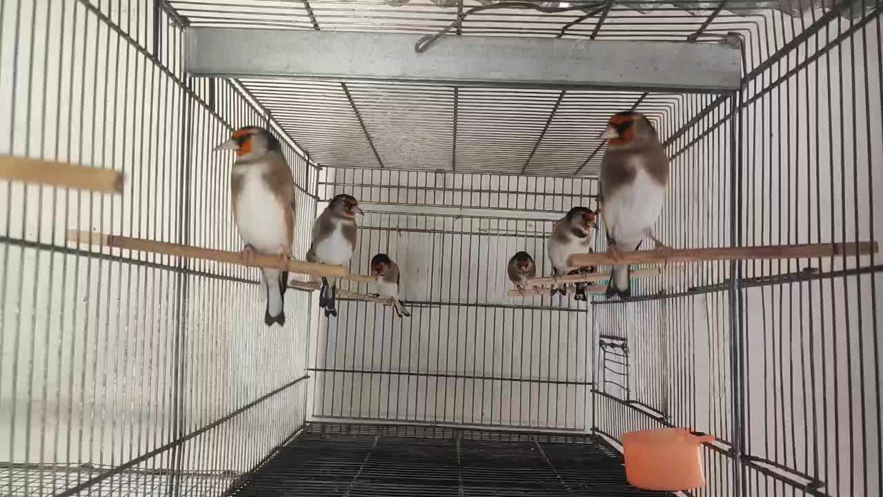 سهره|پرنده|کامفیروز, |دیوار