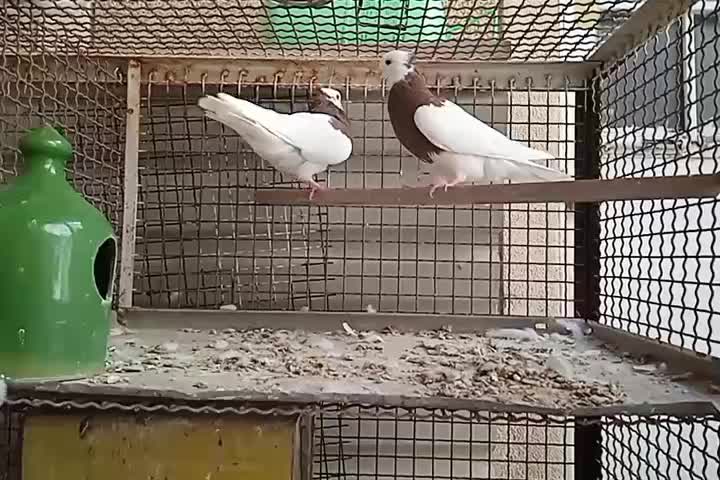 طوق سرخ|پرنده|شیراز, کوزه گری|دیوار