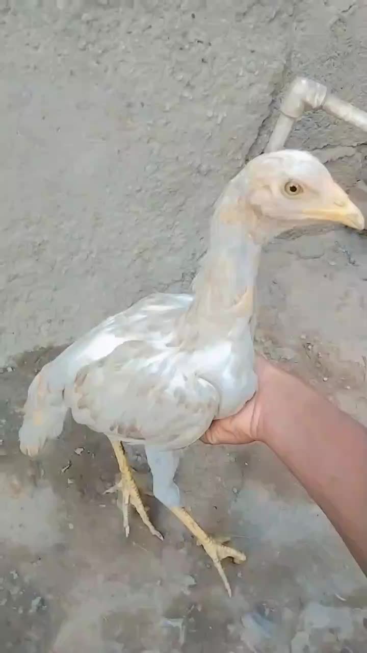 مرغ 7 ماهه|حیوانات مزرعه|ایرانشهر, |دیوار