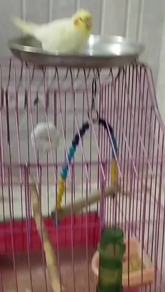 عروس هلندی لوتینو سرحال و بازیگوش|پرنده|آران و بیدگل, |دیوار